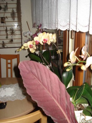 DSC00870.JPG