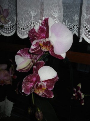 DSC00869.JPG