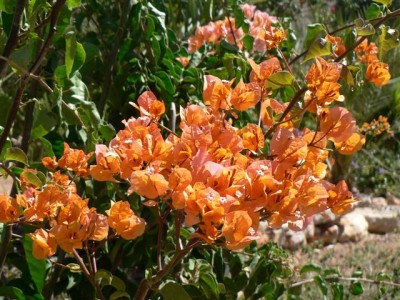 Bougainvillea.jpg