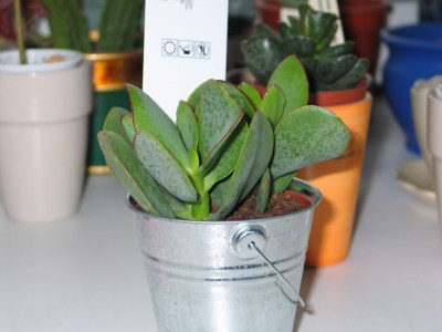 crassula1.jpg