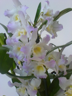 Dendrobium.JPG