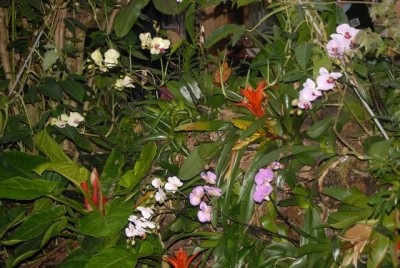 Emsflower 023yy.jpg