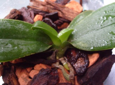 phal.jpg