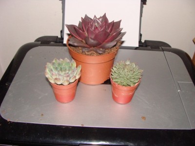 Meine Bilder 1480a.jpg