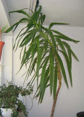 palme.jpg