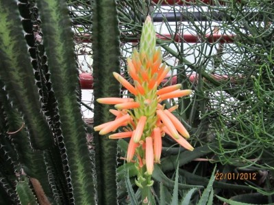 IMG_0473.jpg