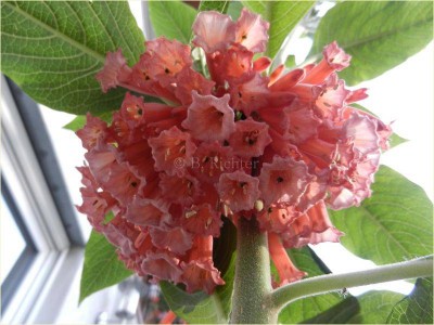 Iochroma coccinea aufgeblüht.JPG.jpg