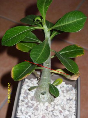 Adenium-Anne_Schnitt.jpg