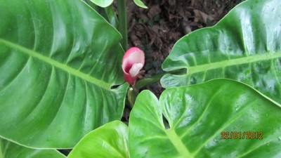 IMG_0806.JPG