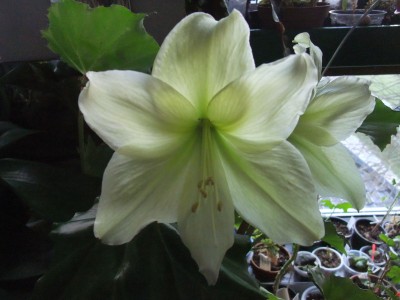 DSCF1464.JPG