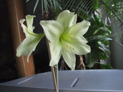 DSCF1461.JPG