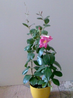 Blumen 064.jpg