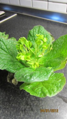 Pantoffelblume, Calceolaria.jpg