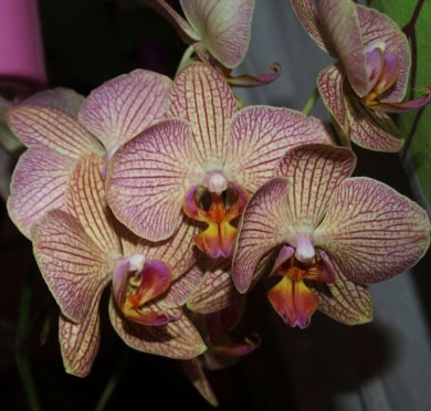 orchi1.jpg
