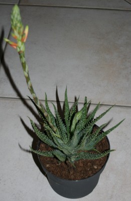 2012-01-26 19-15-22 - IMG_5798.JPG