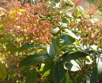 Pieris japonica.jpg