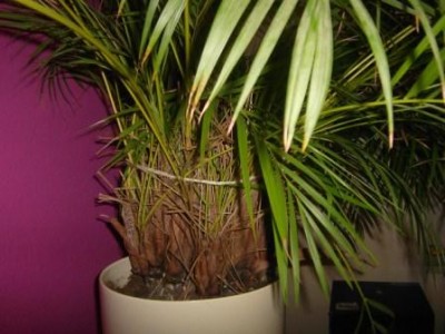 Kentia oder Bergpalme?  Pflanzenbestimmung & Pflanzensuche  GREEN24  Pflanzen & Garten Forum