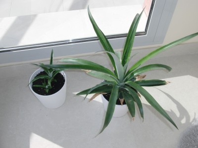 ananas 1.jpg