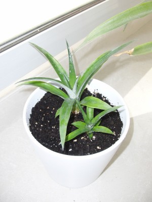 ananas 2.jpg