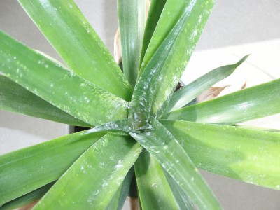 ananas 3.jpg