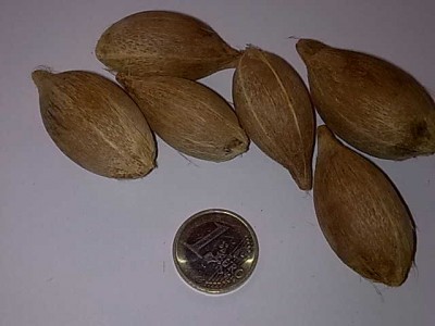 Attalea colenda.jpg