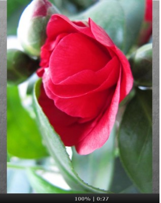 Kamelienblüte.jpg