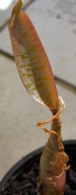 Pflanze 023.jpg