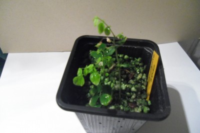 große karambole 27012012.jpg