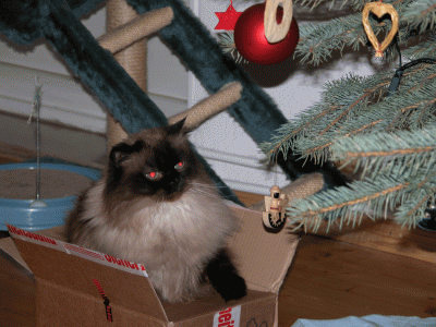 DSCN3594-klein.gif