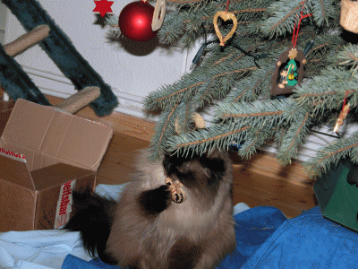 DSCN3596-klein.gif
