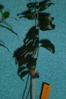 CIMG0602.JPG
