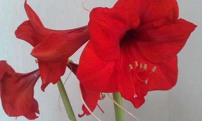 IMAG0134.jpg