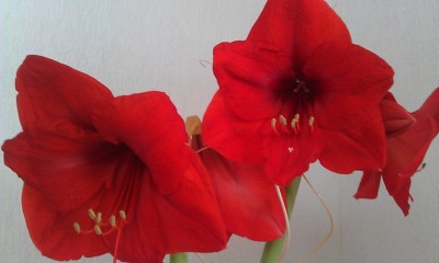 IMAG0133.jpg