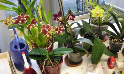 Phal Arbeit_9809.jpg