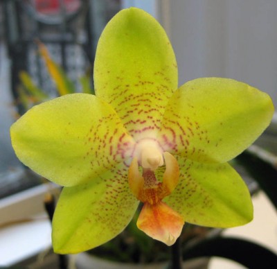 Phal Arbeit_9807.jpg