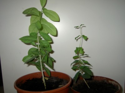 PICT1232.JPG