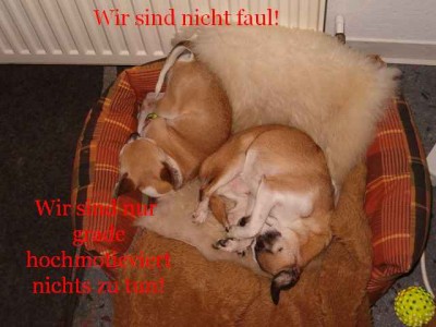 faul.jpg