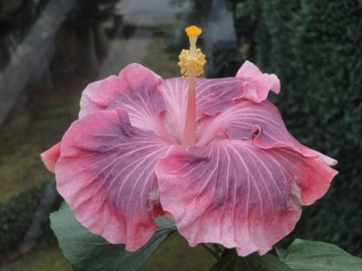 Jason B 28-01-2011.JPG