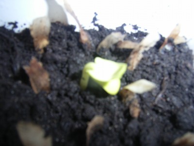 RIMG0043.JPG