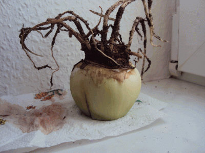 DSC00375.gif