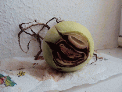 DSC00374.gif
