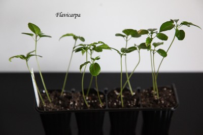 Flavicarpa.jpg