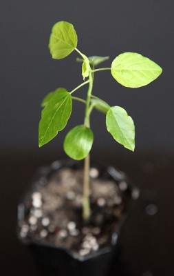 Unbek Curly.jpg