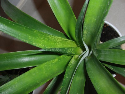 Ananas1.jpg