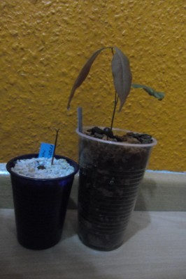CIMG0607.JPG