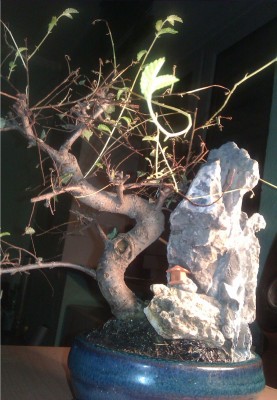 IMAG0118.jpg