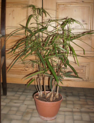 Bildschirmfoto 2012-01-30 um 01.34.53.png