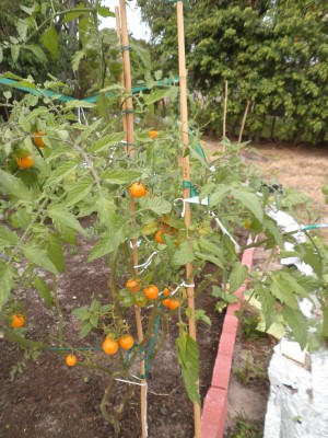 btomate.jpg