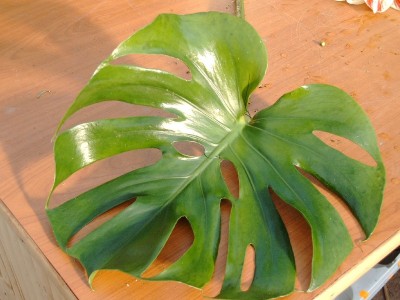 monstera.jpg