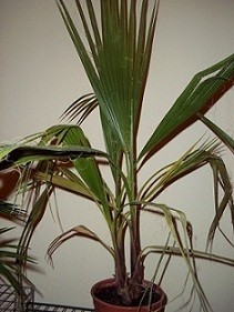washingtonia.jpg